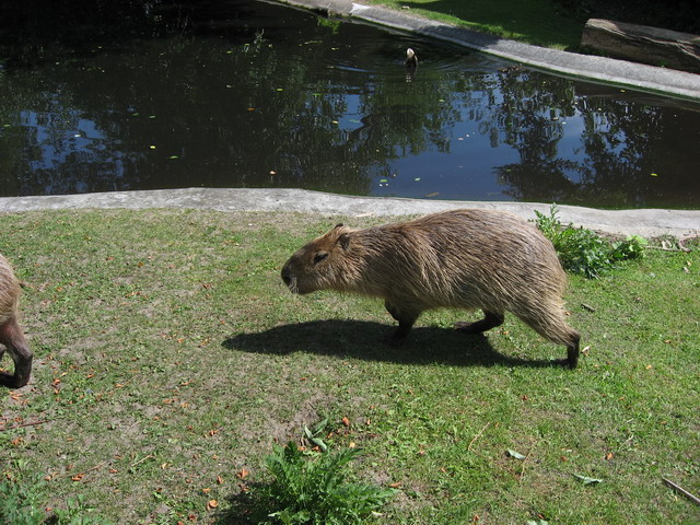 Aalborg zoo